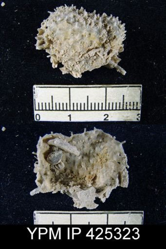 Grandaurispina gibbosa