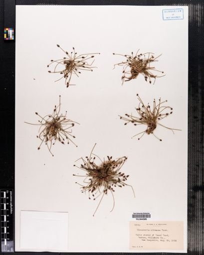 Eleocharis olivacea