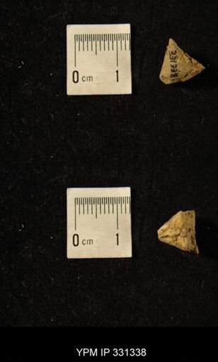 undet. Crinoidea
