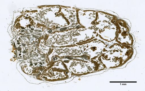 Trombidium tinetorium