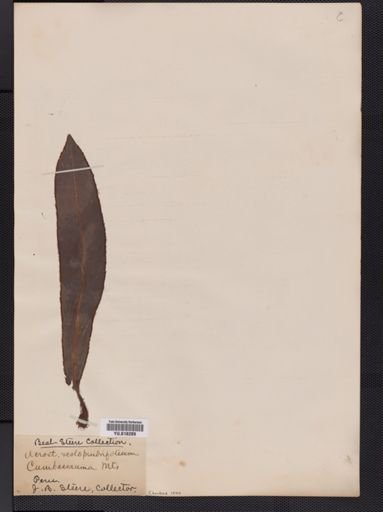 Elaphoglossum
