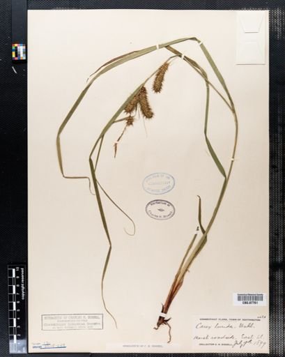 Carex lurida