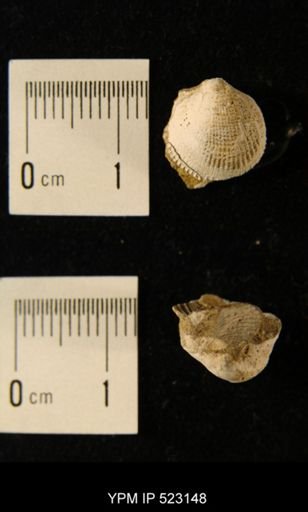 Cardium speciosum