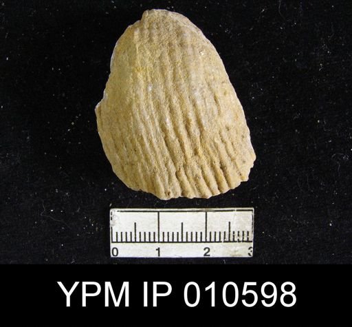 Productus ivesi