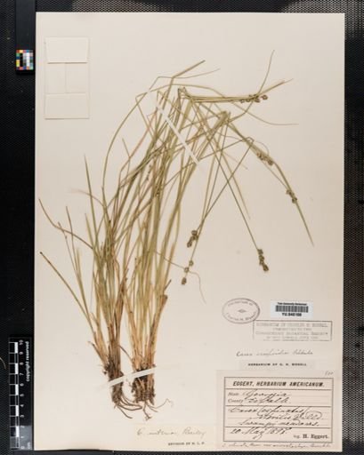 Carex interior