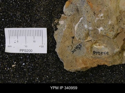 Corbicula sp.