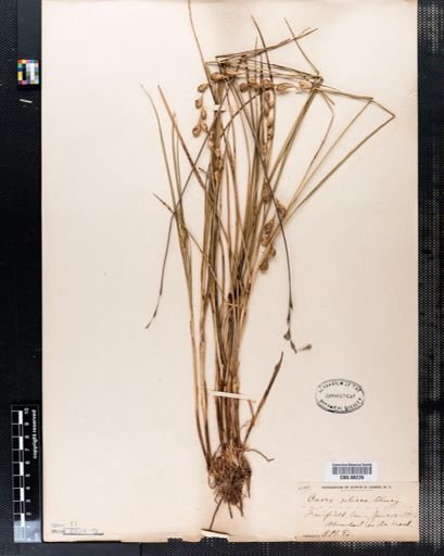 Carex silicea