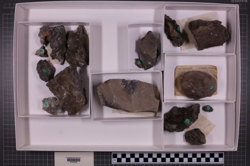 mixed taxa, stratigraphic collection