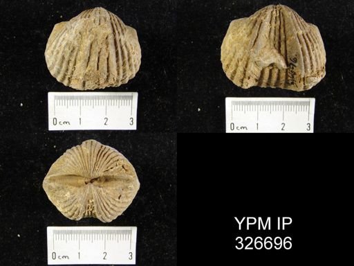 Platystrophia lynx