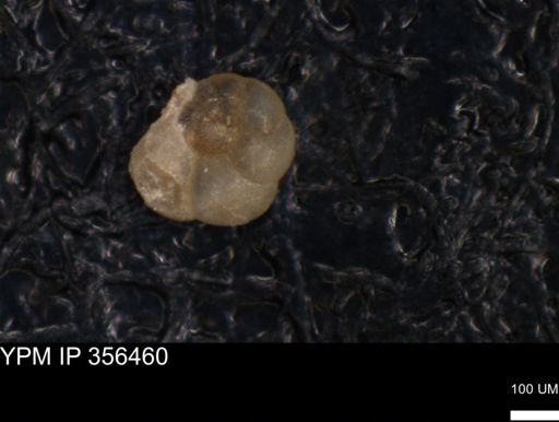 undet. Foraminiferida