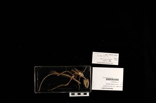 Hydrosaurus weberi