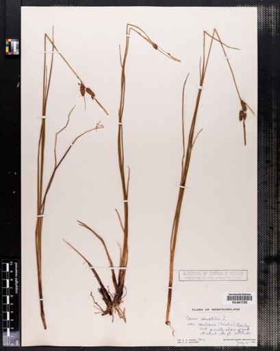 Carex saxatilis