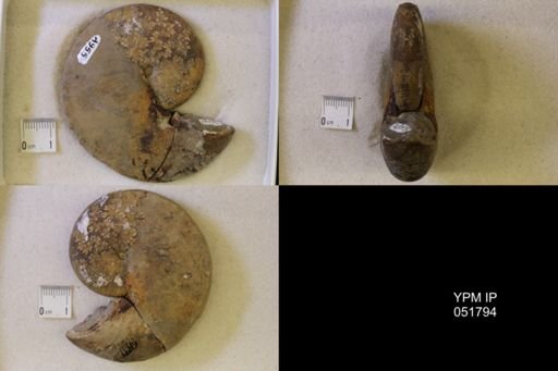 Hoploscaphites nicolletii
