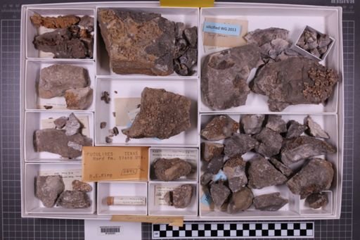 mixed taxa, stratigraphic collection