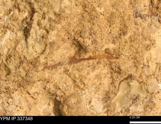 undet. Mollusca