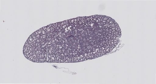 Rana clamitans
