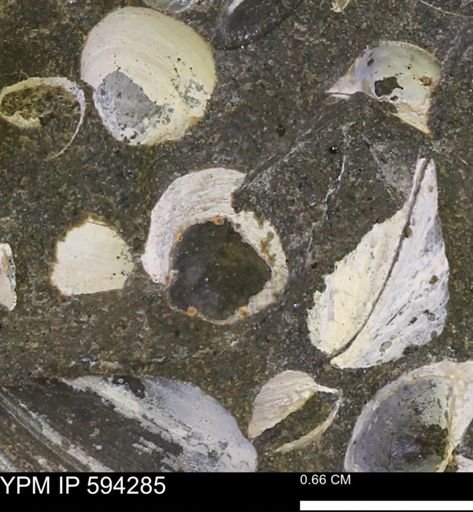 Protocardia sp.
