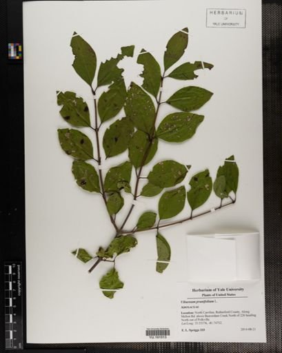 Plantae