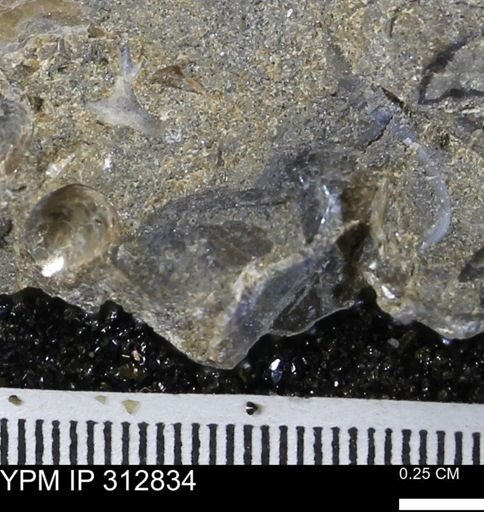 undet. Mollusca