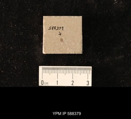 undet. Coleoptera