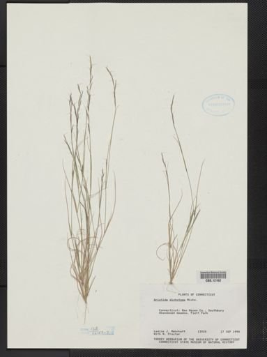 Aristida dichotoma