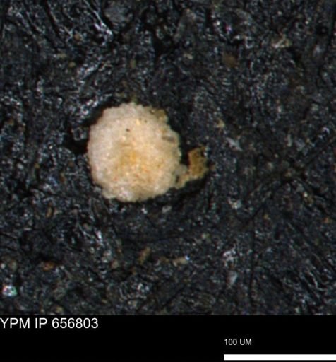 undet. Foraminiferida