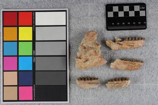 Mesohippus sp.