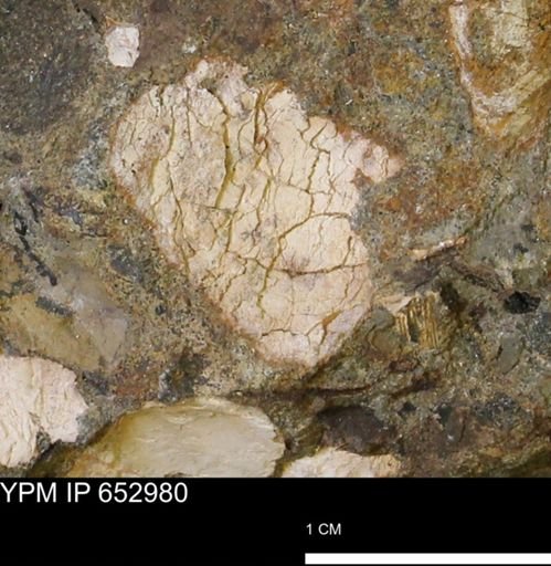 Mollusca