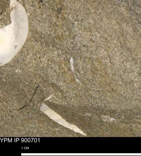 Protocardia subquadrata