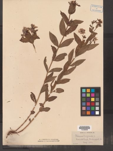 Rhexia virginica