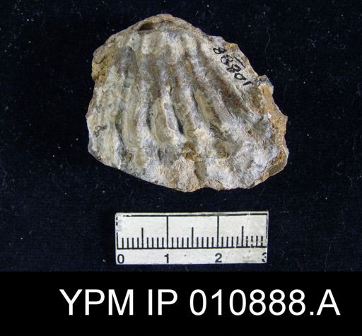 Meekella grandis