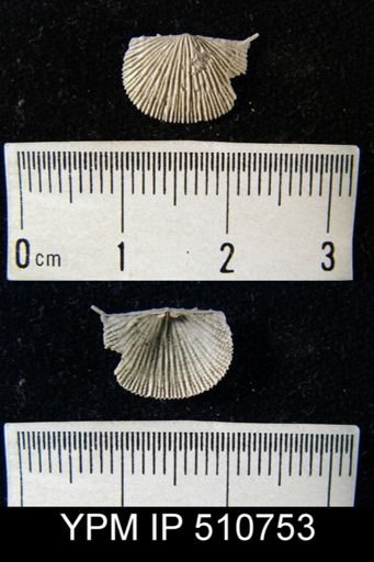 undet. Chonetoidea