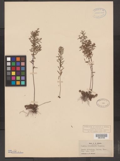 Lechea intermedia