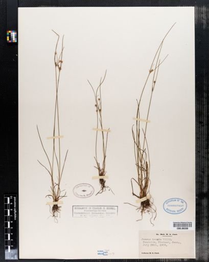 Juncus tenuis
