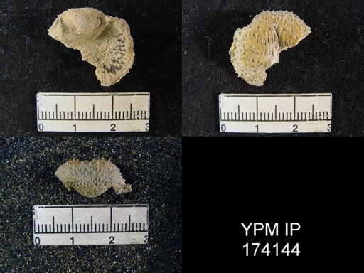 Pustula nebrascensis