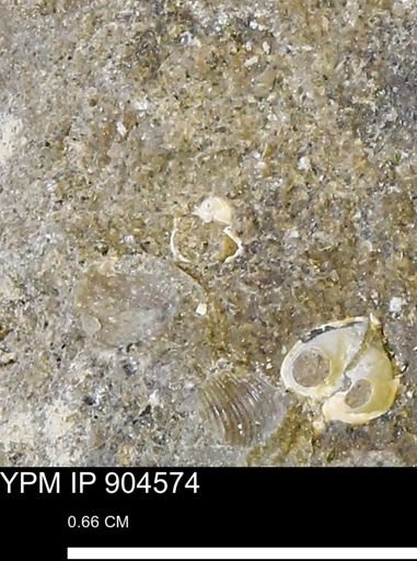 undet. Mollusca