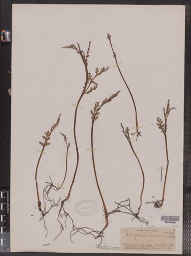Botrychium