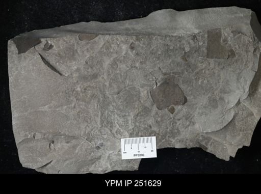 undet. Eurypterida
