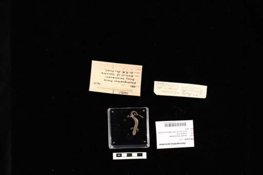 Desmognathus auriculatus