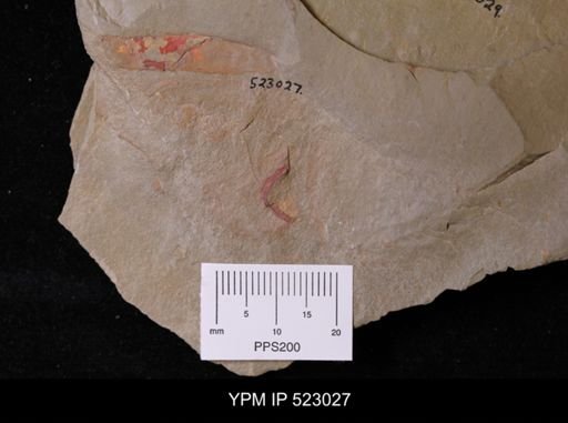 undet. Arthropoda