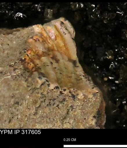 Hoploscaphites sp.