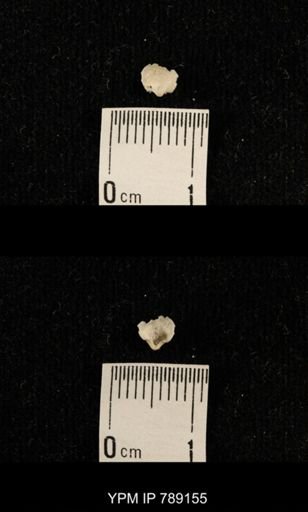 undet. Brachiopoda