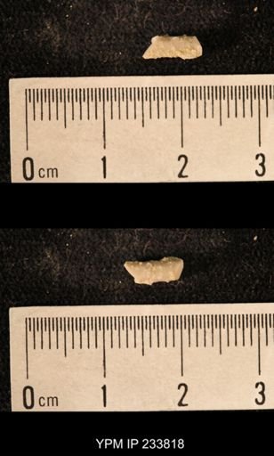 Archaeocidaris sp.