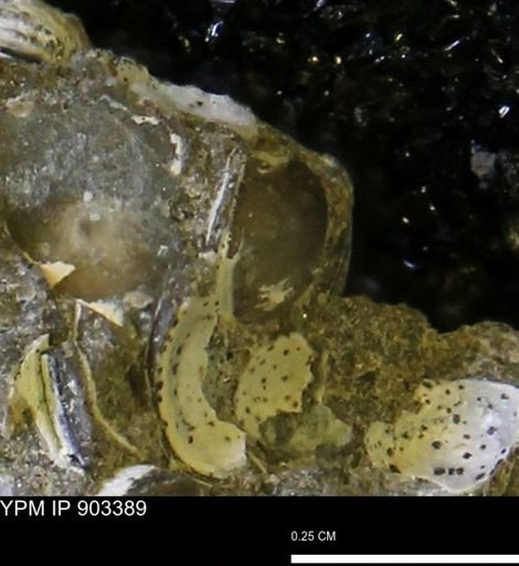 Corbulamella sp.