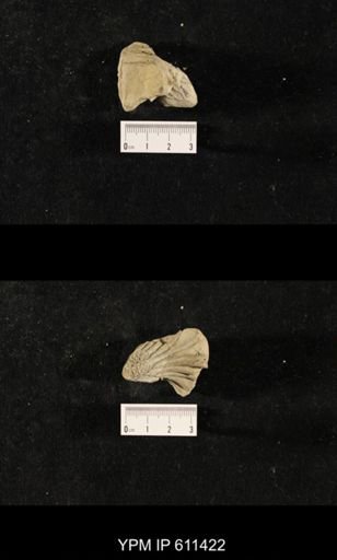 Glyptocrinus decadactylus