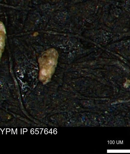 Verneuilinoides kansasensis