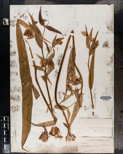 Calochortus