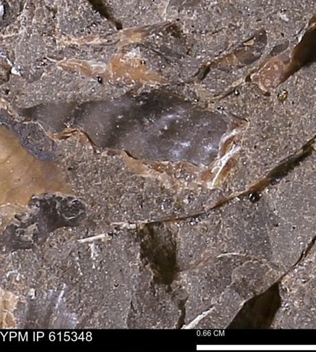 Inoceramus sp.