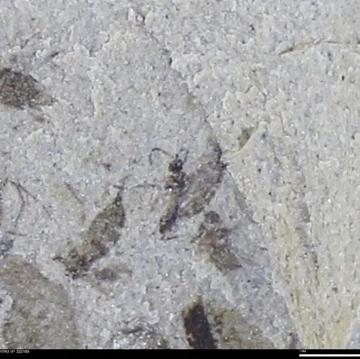 undet. Insecta