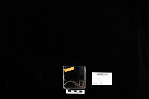 Draco maculatus